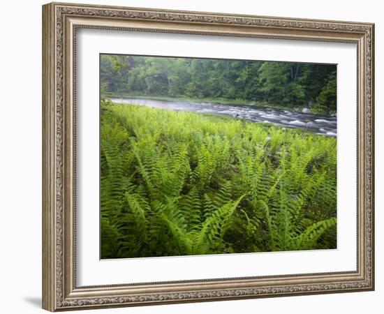 Ferns and the West Branch of the Westfield River, Chesterfield, Massachusetts, USA-Jerry & Marcy Monkman-Framed Photographic Print