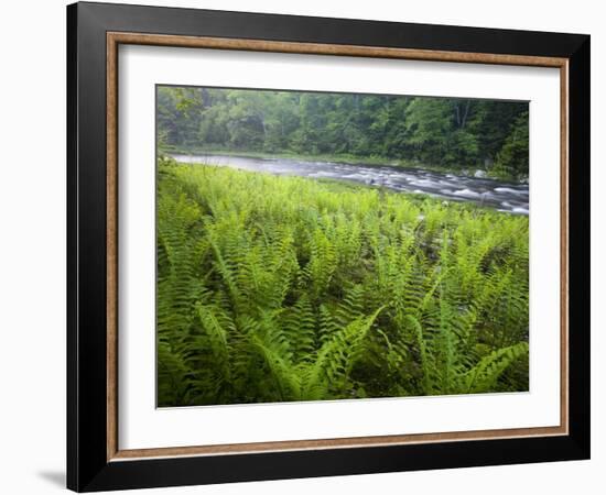 Ferns and the West Branch of the Westfield River, Chesterfield, Massachusetts, USA-Jerry & Marcy Monkman-Framed Photographic Print