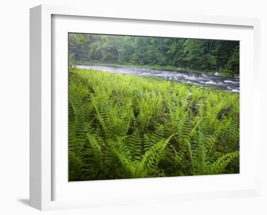 Ferns and the West Branch of the Westfield River, Chesterfield, Massachusetts, USA-Jerry & Marcy Monkman-Framed Photographic Print