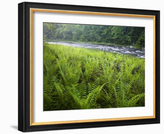 Ferns and the West Branch of the Westfield River, Chesterfield, Massachusetts, USA-Jerry & Marcy Monkman-Framed Photographic Print