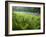 Ferns and the West Branch of the Westfield River, Chesterfield, Massachusetts, USA-Jerry & Marcy Monkman-Framed Photographic Print