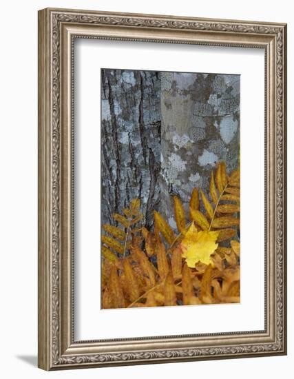 Ferns and Tree Trunks in the Wild Gardens of Acadia, Acadia NP, Maine-Jerry & Marcy Monkman-Framed Photographic Print