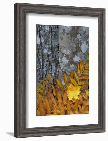 Ferns and Tree Trunks in the Wild Gardens of Acadia, Acadia NP, Maine-Jerry & Marcy Monkman-Framed Photographic Print