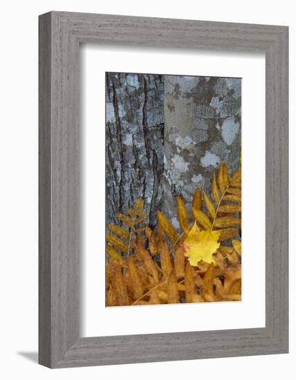 Ferns and Tree Trunks in the Wild Gardens of Acadia, Acadia NP, Maine-Jerry & Marcy Monkman-Framed Photographic Print