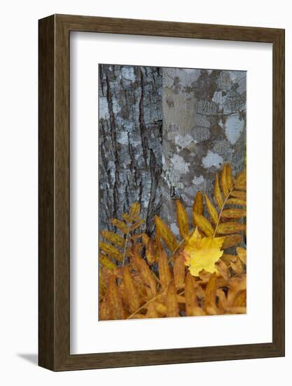 Ferns and Tree Trunks in the Wild Gardens of Acadia, Acadia NP, Maine-Jerry & Marcy Monkman-Framed Photographic Print