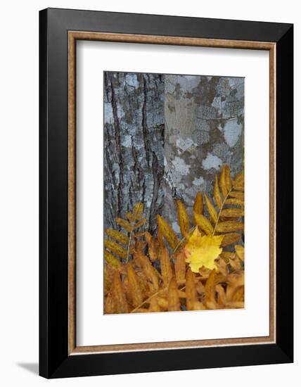 Ferns and Tree Trunks in the Wild Gardens of Acadia, Acadia NP, Maine-Jerry & Marcy Monkman-Framed Photographic Print