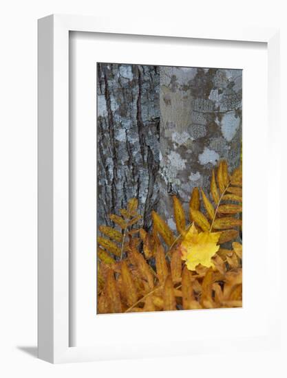 Ferns and Tree Trunks in the Wild Gardens of Acadia, Acadia NP, Maine-Jerry & Marcy Monkman-Framed Photographic Print