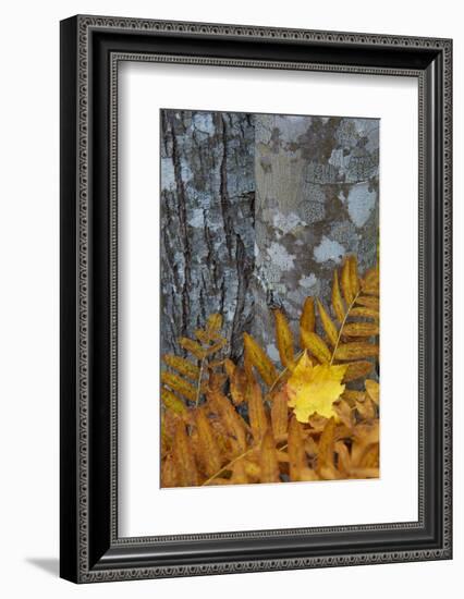 Ferns and Tree Trunks in the Wild Gardens of Acadia, Acadia NP, Maine-Jerry & Marcy Monkman-Framed Photographic Print