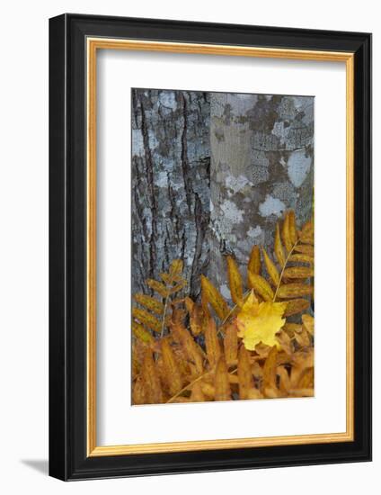 Ferns and Tree Trunks in the Wild Gardens of Acadia, Acadia NP, Maine-Jerry & Marcy Monkman-Framed Photographic Print