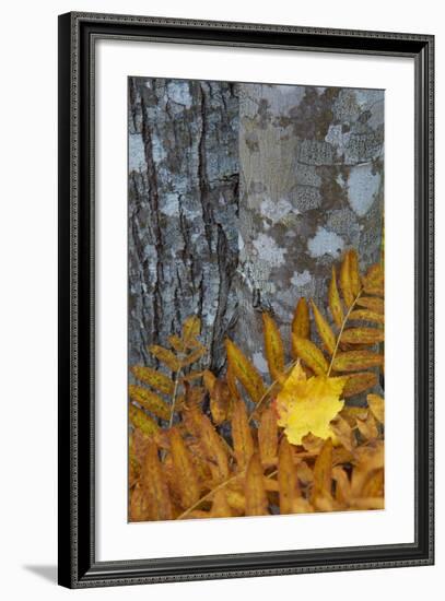 Ferns and Tree Trunks in the Wild Gardens of Acadia, Acadia NP, Maine-Jerry & Marcy Monkman-Framed Photographic Print