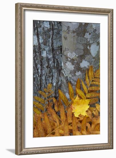 Ferns and Tree Trunks in the Wild Gardens of Acadia, Acadia NP, Maine-Jerry & Marcy Monkman-Framed Photographic Print