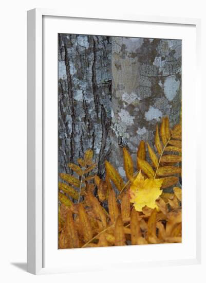 Ferns and Tree Trunks in the Wild Gardens of Acadia, Acadia NP, Maine-Jerry & Marcy Monkman-Framed Photographic Print