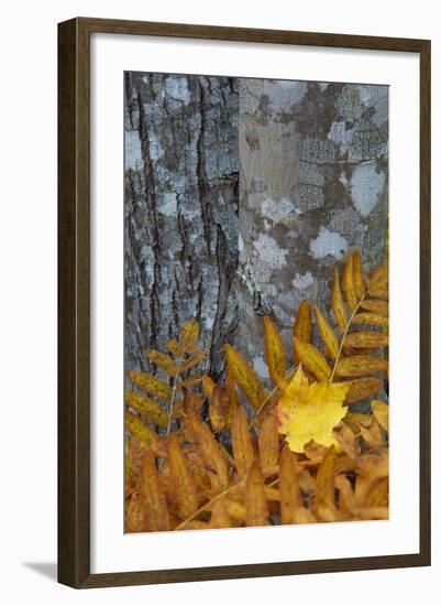 Ferns and Tree Trunks in the Wild Gardens of Acadia, Acadia NP, Maine-Jerry & Marcy Monkman-Framed Photographic Print