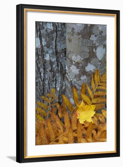 Ferns and Tree Trunks in the Wild Gardens of Acadia, Acadia NP, Maine-Jerry & Marcy Monkman-Framed Photographic Print