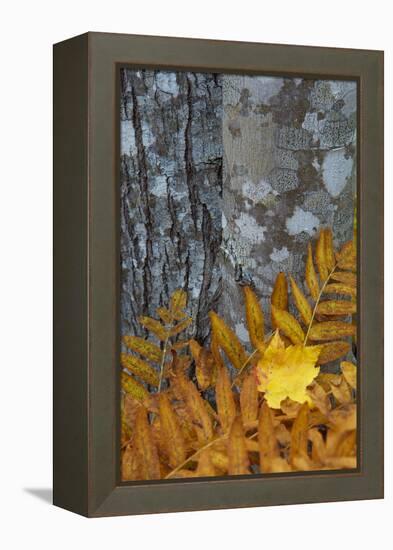 Ferns and Tree Trunks in the Wild Gardens of Acadia, Acadia NP, Maine-Jerry & Marcy Monkman-Framed Premier Image Canvas