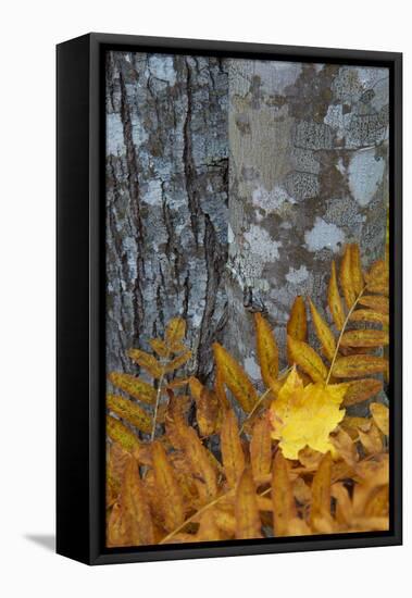 Ferns and Tree Trunks in the Wild Gardens of Acadia, Acadia NP, Maine-Jerry & Marcy Monkman-Framed Premier Image Canvas