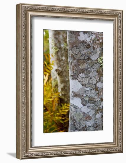 Ferns and Tree Trunks in the Wild Gardens of Acadia, Acadia NP, Maine-Jerry & Marcy Monkman-Framed Photographic Print