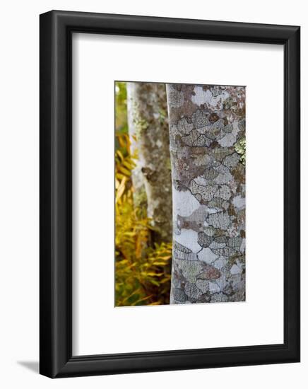 Ferns and Tree Trunks in the Wild Gardens of Acadia, Acadia NP, Maine-Jerry & Marcy Monkman-Framed Photographic Print