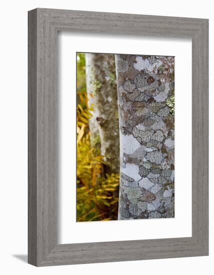 Ferns and Tree Trunks in the Wild Gardens of Acadia, Acadia NP, Maine-Jerry & Marcy Monkman-Framed Photographic Print