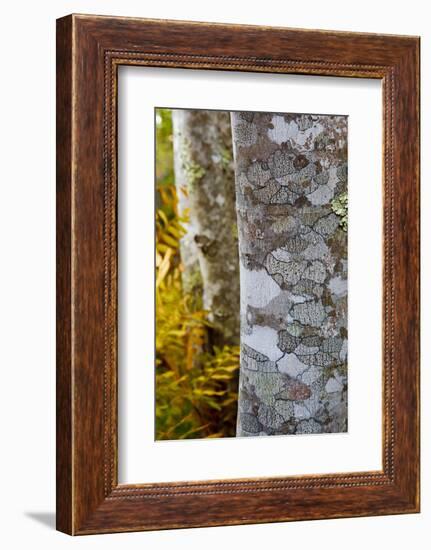 Ferns and Tree Trunks in the Wild Gardens of Acadia, Acadia NP, Maine-Jerry & Marcy Monkman-Framed Photographic Print