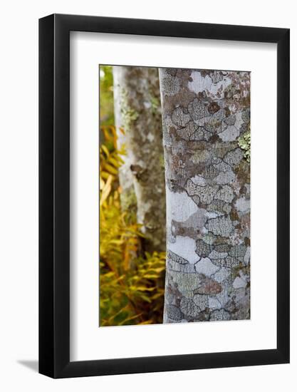 Ferns and Tree Trunks in the Wild Gardens of Acadia, Acadia NP, Maine-Jerry & Marcy Monkman-Framed Photographic Print