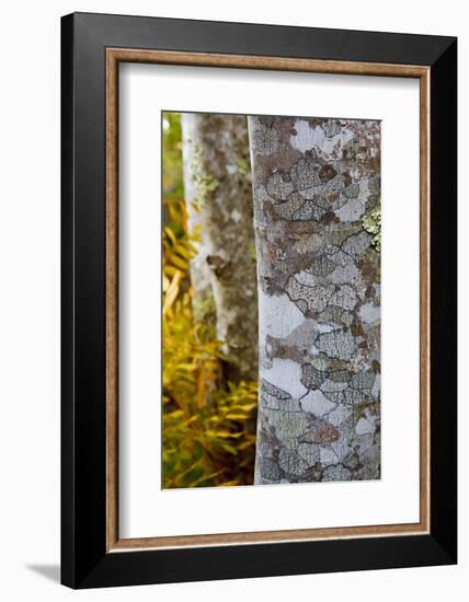 Ferns and Tree Trunks in the Wild Gardens of Acadia, Acadia NP, Maine-Jerry & Marcy Monkman-Framed Photographic Print