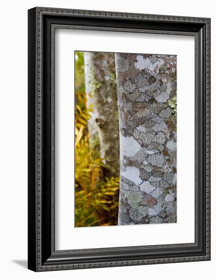 Ferns and Tree Trunks in the Wild Gardens of Acadia, Acadia NP, Maine-Jerry & Marcy Monkman-Framed Photographic Print