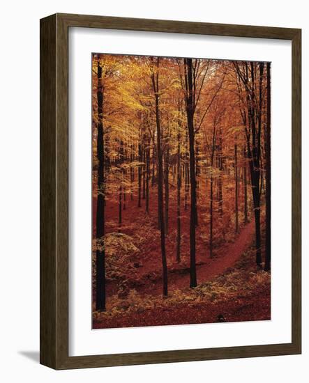 Ferns, Autumn-Thonig-Framed Photographic Print