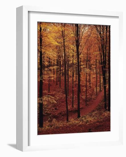 Ferns, Autumn-Thonig-Framed Photographic Print