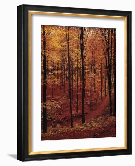 Ferns, Autumn-Thonig-Framed Photographic Print