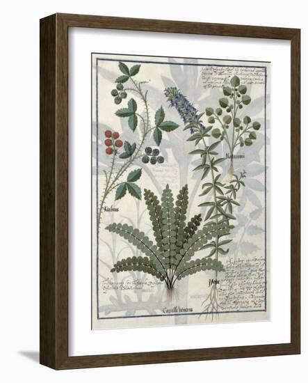 Ferns, Brambles and Flowers, Illustration from the Book of Simple Medicines by Platearius-Robinet Testard-Framed Giclee Print