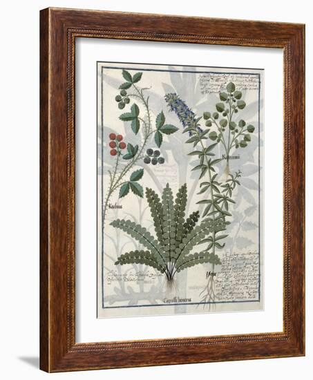 Ferns, Brambles and Flowers, Illustration from the Book of Simple Medicines by Platearius-Robinet Testard-Framed Giclee Print