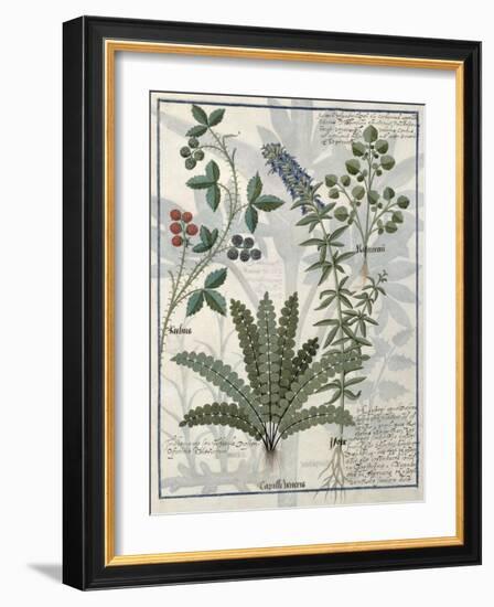 Ferns, Brambles and Flowers, Illustration from the Book of Simple Medicines by Platearius-Robinet Testard-Framed Giclee Print