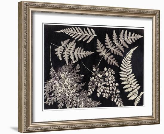 Ferns, C.1880-null-Framed Giclee Print