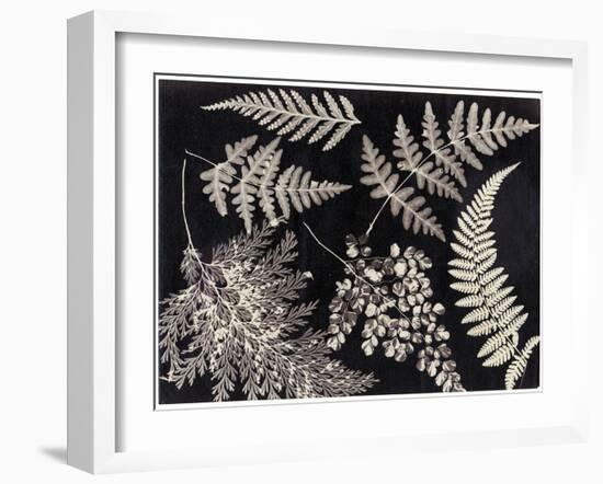 Ferns, C.1880-null-Framed Giclee Print