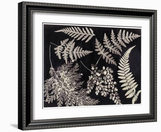 Ferns, C.1880-null-Framed Giclee Print