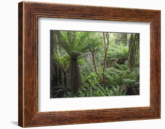 Ferns growing in temperate rainforest, Purakaunui, near Owaka, Catlins Conservation Area, Clutha di-Ruth Tomlinson-Framed Photographic Print