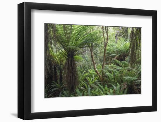 Ferns growing in temperate rainforest, Purakaunui, near Owaka, Catlins Conservation Area, Clutha di-Ruth Tomlinson-Framed Photographic Print