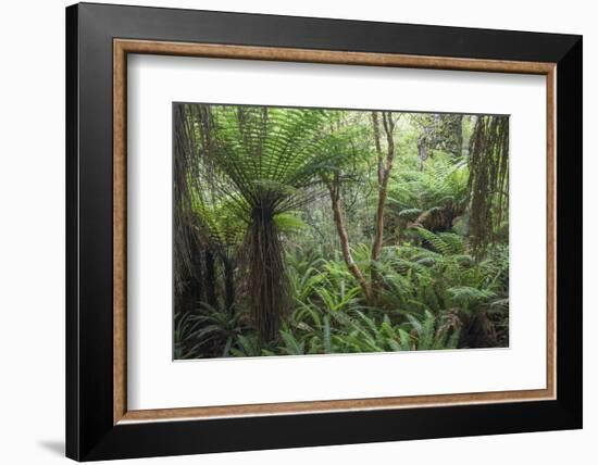 Ferns growing in temperate rainforest, Purakaunui, near Owaka, Catlins Conservation Area, Clutha di-Ruth Tomlinson-Framed Photographic Print