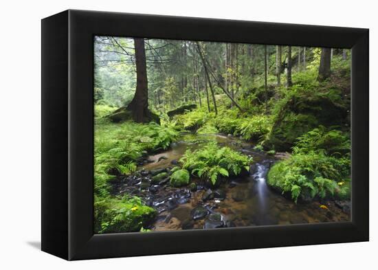 Ferns Growing on Rocks by the Krinice River, Kyov, Bohemian Switzerland Np, Czech Republic-Ruiz-Framed Premier Image Canvas