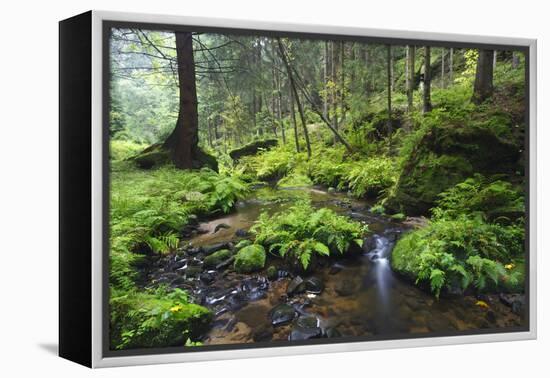 Ferns Growing on Rocks by the Krinice River, Kyov, Bohemian Switzerland Np, Czech Republic-Ruiz-Framed Premier Image Canvas