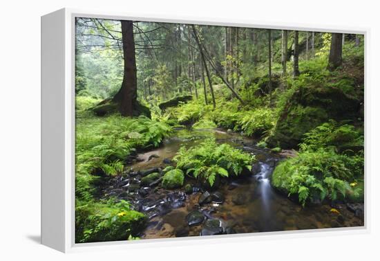 Ferns Growing on Rocks by the Krinice River, Kyov, Bohemian Switzerland Np, Czech Republic-Ruiz-Framed Premier Image Canvas