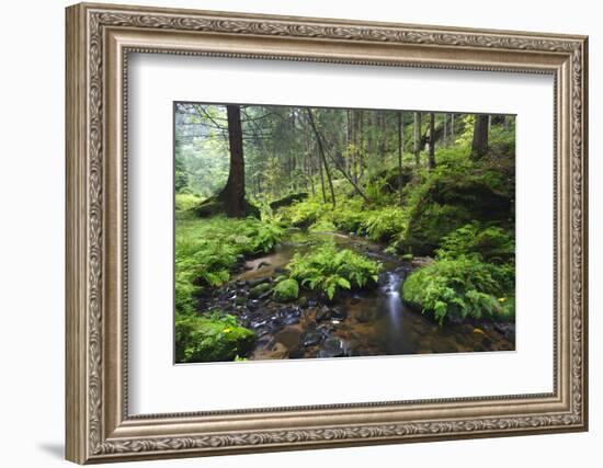 Ferns Growing on Rocks by the Krinice River, Kyov, Bohemian Switzerland Np, Czech Republic-Ruiz-Framed Photographic Print