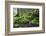 Ferns Growing on Rocks by the Krinice River, Kyov, Bohemian Switzerland Np, Czech Republic-Ruiz-Framed Photographic Print