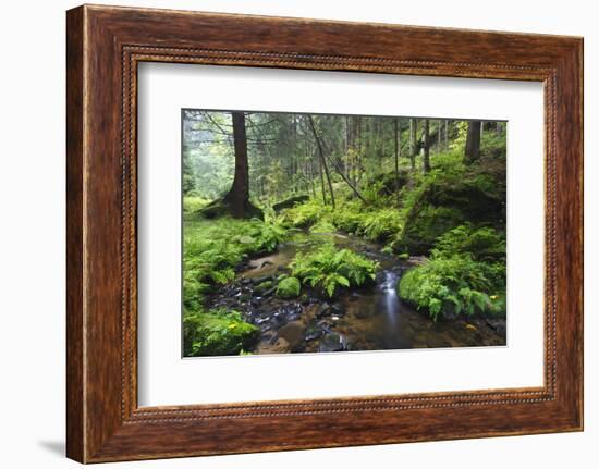 Ferns Growing on Rocks by the Krinice River, Kyov, Bohemian Switzerland Np, Czech Republic-Ruiz-Framed Photographic Print