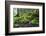 Ferns Growing on Rocks by the Krinice River, Kyov, Bohemian Switzerland Np, Czech Republic-Ruiz-Framed Photographic Print