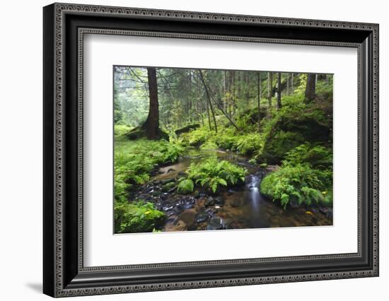 Ferns Growing on Rocks by the Krinice River, Kyov, Bohemian Switzerland Np, Czech Republic-Ruiz-Framed Photographic Print