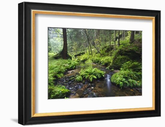 Ferns Growing on Rocks by the Krinice River, Kyov, Bohemian Switzerland Np, Czech Republic-Ruiz-Framed Photographic Print