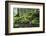 Ferns Growing on Rocks by the Krinice River, Kyov, Bohemian Switzerland Np, Czech Republic-Ruiz-Framed Photographic Print