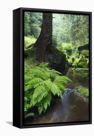 Ferns Growing on the Krinice River Bank, Kyov, Ceske Svycarsko, Czech Republic-Ruiz-Framed Premier Image Canvas